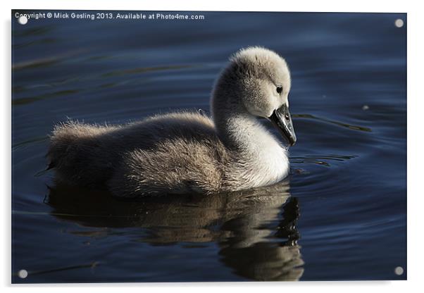 Mute Swan Cygnet Acrylic by RSRD Images 