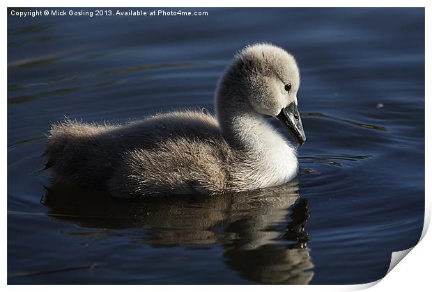 Mute Swan Cygnet Print by RSRD Images 