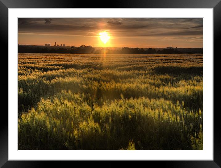 Early summer cornfield Framed Mounted Print by Simon West