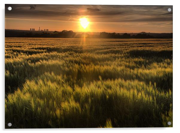 Early summer cornfield Acrylic by Simon West
