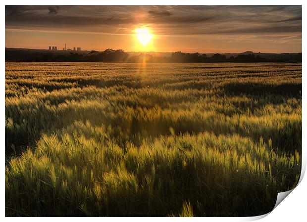 Early summer cornfield Print by Simon West