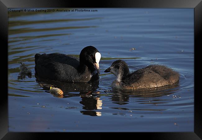 Coot and chick Framed Print by RSRD Images 