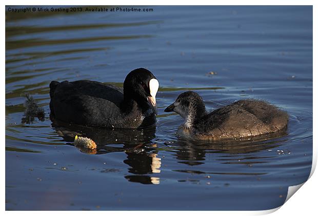 Coot and chick Print by RSRD Images 