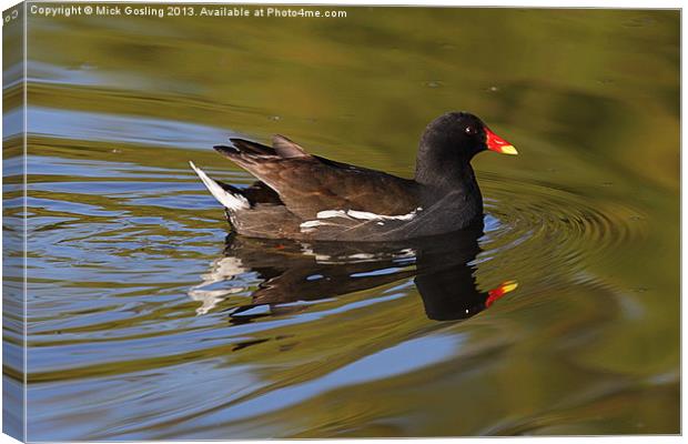 Moorhen in morning sun. Canvas Print by RSRD Images 