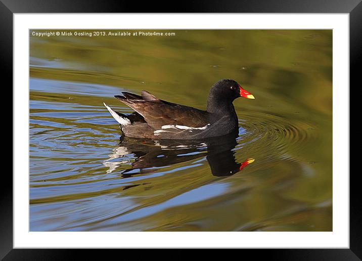 Moorhen in morning sun. Framed Mounted Print by RSRD Images 