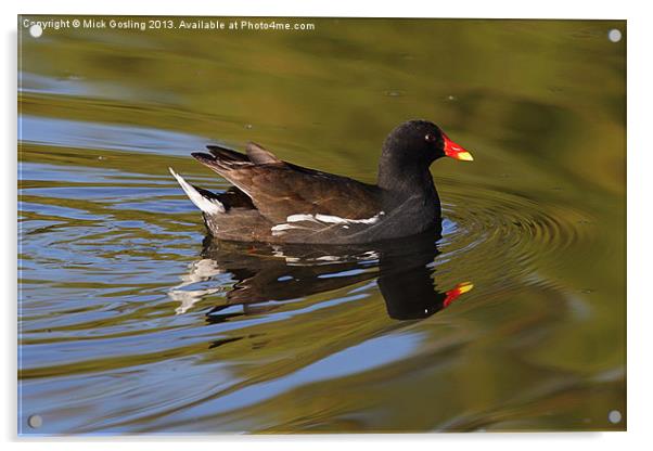 Moorhen in morning sun. Acrylic by RSRD Images 