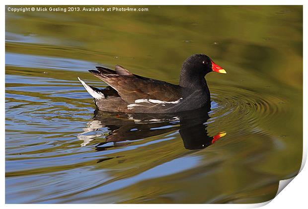 Moorhen in morning sun. Print by RSRD Images 