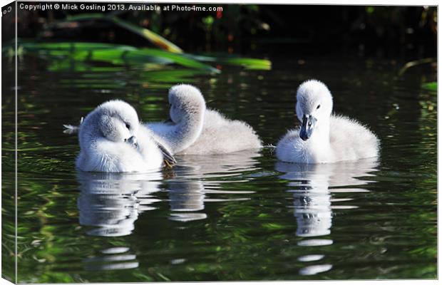 Mute Swan Cygnets Canvas Print by RSRD Images 