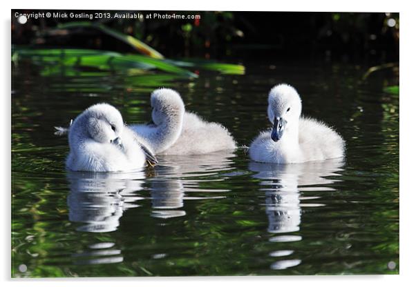 Mute Swan Cygnets Acrylic by RSRD Images 