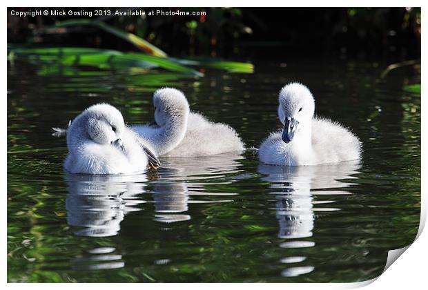 Mute Swan Cygnets Print by RSRD Images 