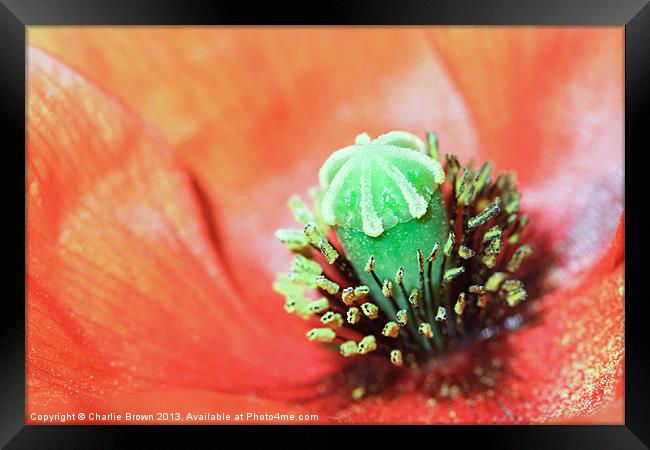 Red Poppy Framed Print by Ankor Light