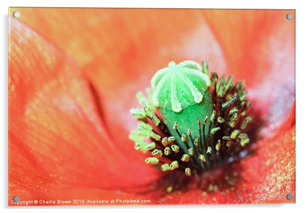 Red Poppy Acrylic by Ankor Light