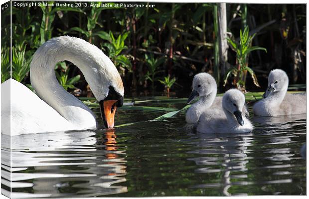 Mute Swan and Cygnets Canvas Print by RSRD Images 