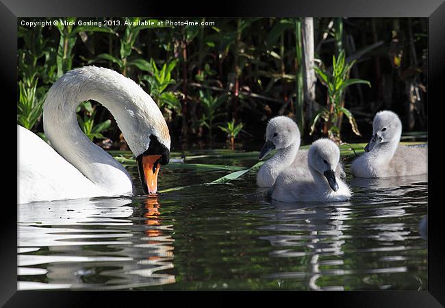 Mute Swan and Cygnets Framed Print by RSRD Images 