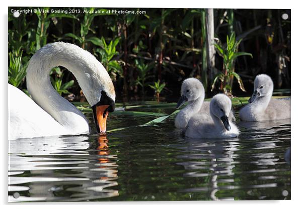 Mute Swan and Cygnets Acrylic by RSRD Images 