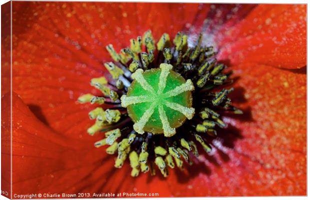Red Poppy Canvas Print by Ankor Light