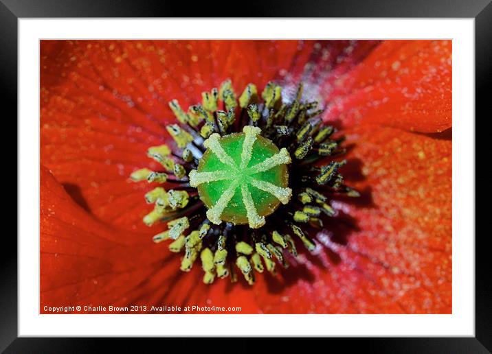 Red Poppy Framed Mounted Print by Ankor Light
