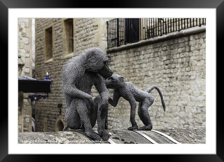 Monkeys at Tower of London Framed Mounted Print by Philip Pound