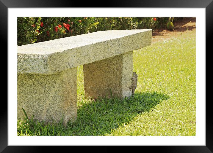 Indian garden lizard and his stone park bench Framed Mounted Print by Arfabita  