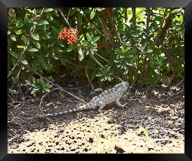 Indian Garden Lizard in its natural habitat Framed Print by Arfabita  