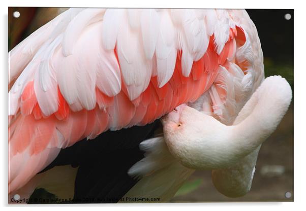 Greater Flamingo Preening Acrylic by Carole-Anne Fooks