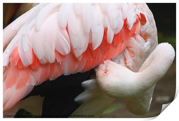 Greater Flamingo Preening Print by Carole-Anne Fooks