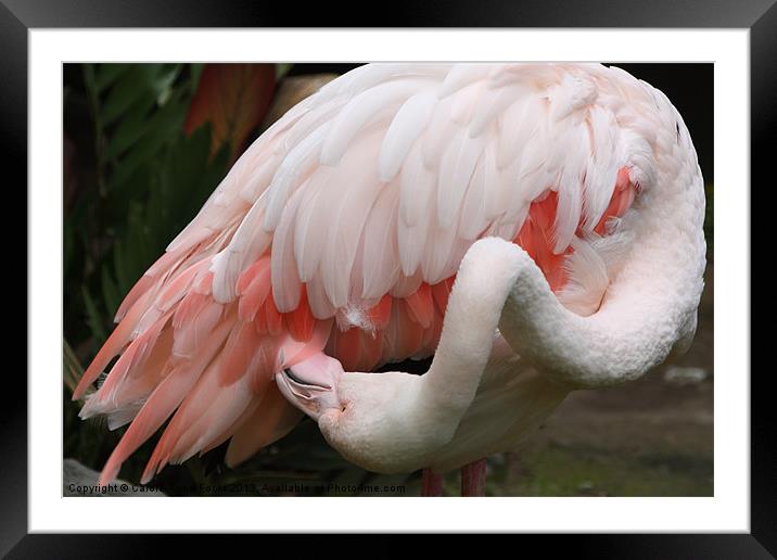 Greater Flamingo Preening Framed Mounted Print by Carole-Anne Fooks