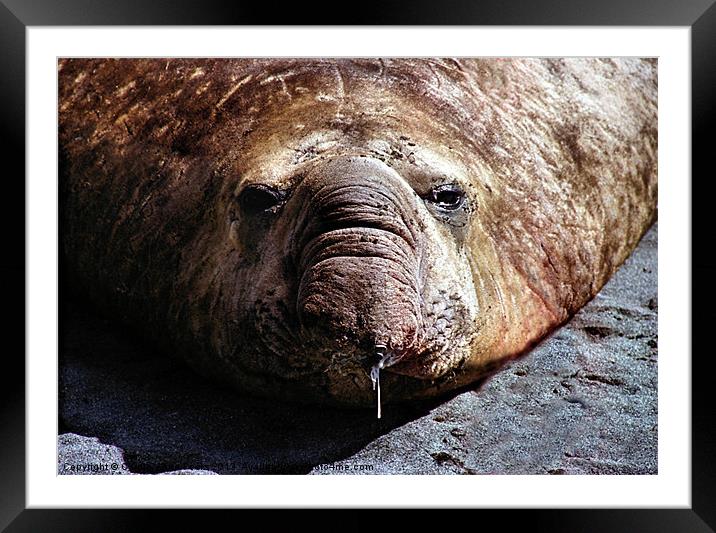 A Face Only a Mother Could Love! Framed Mounted Print by Carole-Anne Fooks