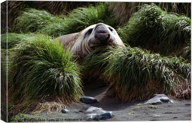 Southern Elephant Seal in the Tussock Grass, Macqu Canvas Print by Carole-Anne Fooks
