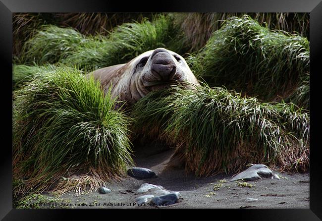 Southern Elephant Seal in the Tussock Grass, Macqu Framed Print by Carole-Anne Fooks