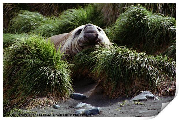 Southern Elephant Seal in the Tussock Grass, Macqu Print by Carole-Anne Fooks
