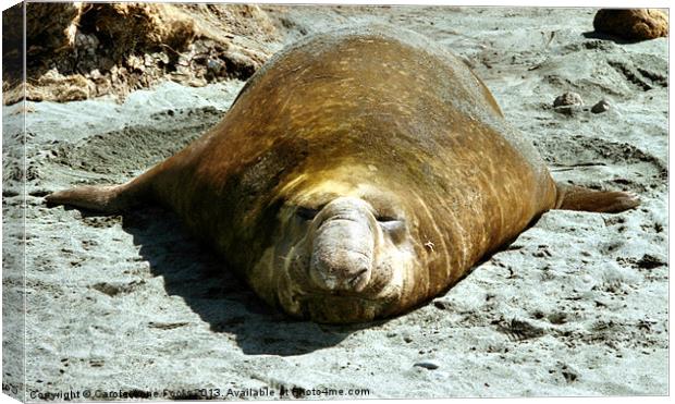 Bull Southern Elephant Seal Basking on the Beach Canvas Print by Carole-Anne Fooks