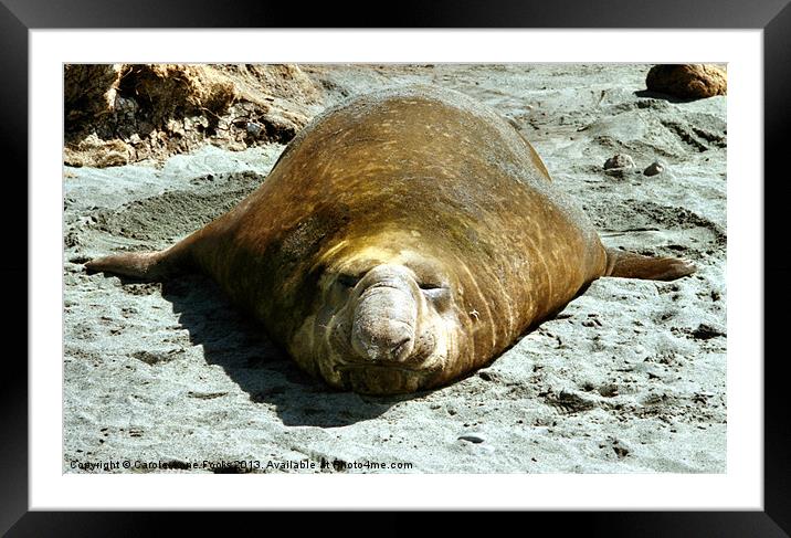 Bull Southern Elephant Seal Basking on the Beach Framed Mounted Print by Carole-Anne Fooks