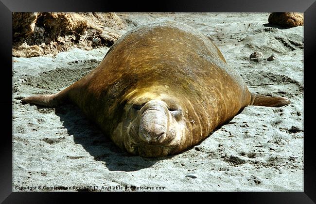 Bull Southern Elephant Seal Basking on the Beach Framed Print by Carole-Anne Fooks