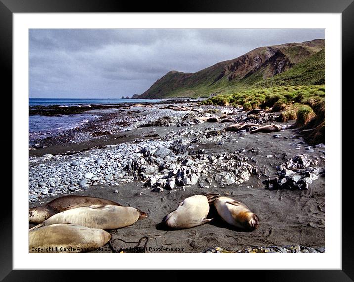 On the Beach at Macquarie Island Framed Mounted Print by Carole-Anne Fooks