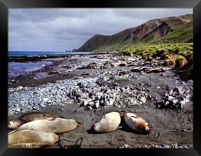 On the Beach at Macquarie Island Framed Print by Carole-Anne Fooks
