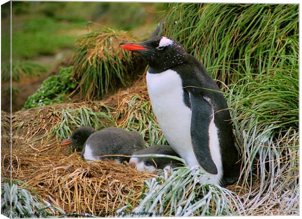 Gentoo Penguins on the Nest Canvas Print by Carole-Anne Fooks