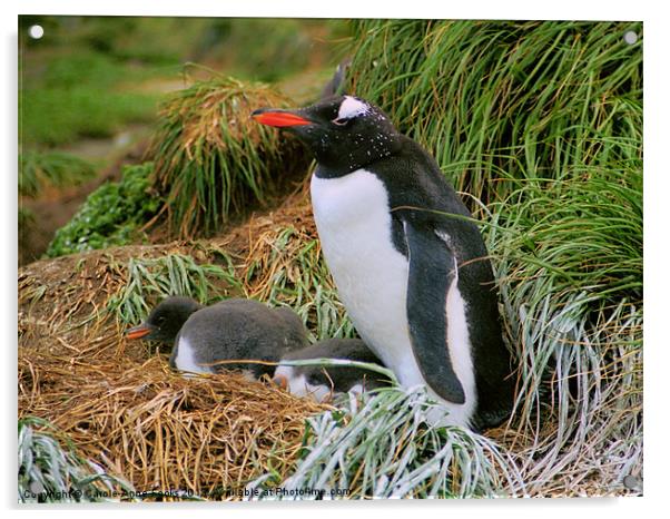 Gentoo Penguins on the Nest Acrylic by Carole-Anne Fooks