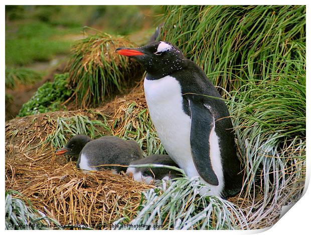 Gentoo Penguins on the Nest Print by Carole-Anne Fooks