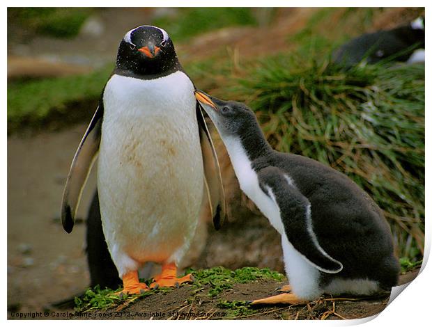 Gentoo Penguin with Begging Chick Print by Carole-Anne Fooks