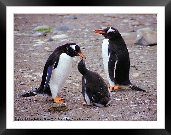 Gentoo Penguin Family Macquarie Island Framed Mounted Print by Carole-Anne Fooks