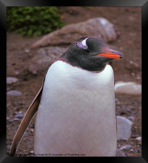 Gentoo Penguin Portrait Framed Print by Carole-Anne Fooks