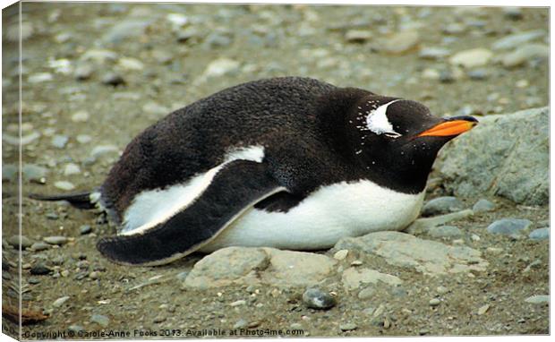 Gentoo Penguin Resting Canvas Print by Carole-Anne Fooks