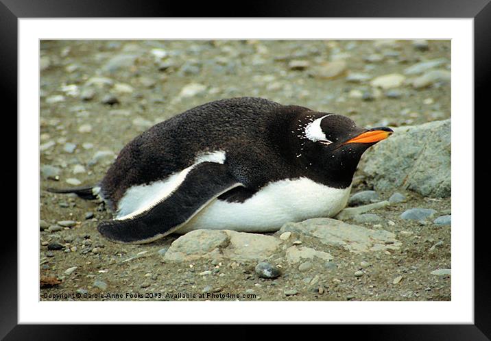 Gentoo Penguin Resting Framed Mounted Print by Carole-Anne Fooks