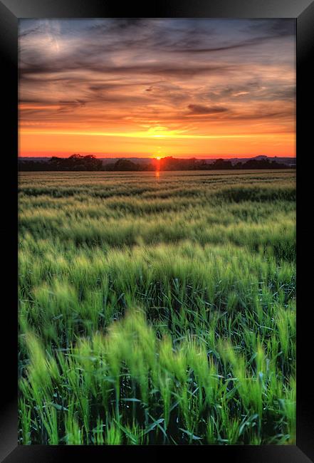 Early summer cornfield Framed Print by Simon West