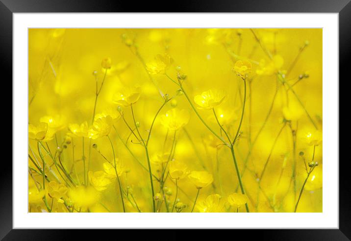 Buttercups Framed Mounted Print by Dawn Cox