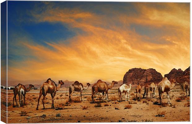 Camels in Wadi Rum Canvas Print by Jelena Jovanovic