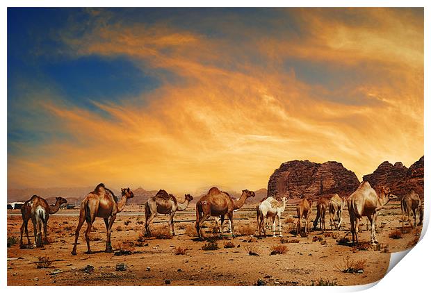 Camels in Wadi Rum Print by Jelena Jovanovic