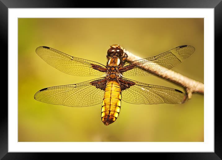 Female Dragon Fly Framed Mounted Print by Dawn Cox