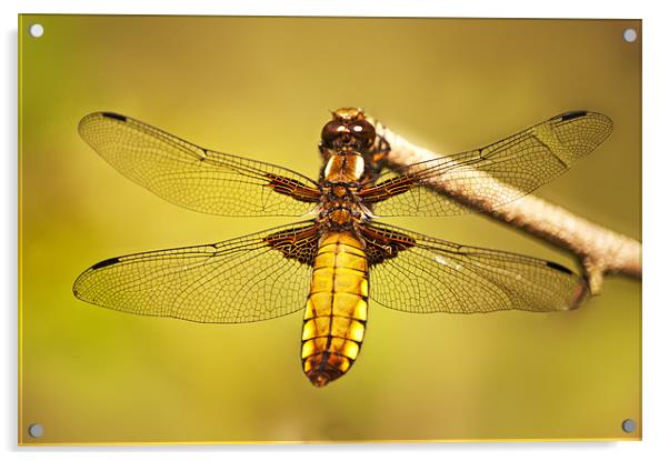 Female Dragon Fly Acrylic by Dawn Cox